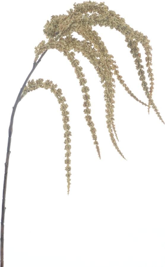 Nova Nature Amaranthus spray cream 102cm