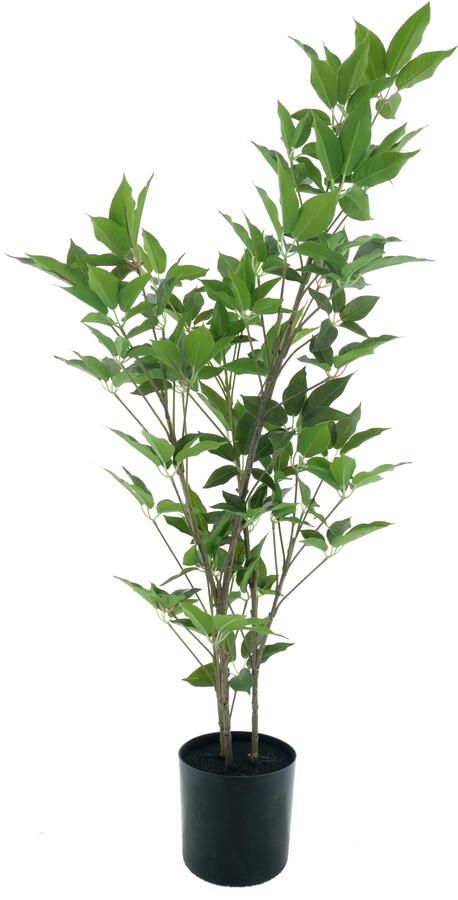 Nova Nature Aralia tree in pot cream green 100cm