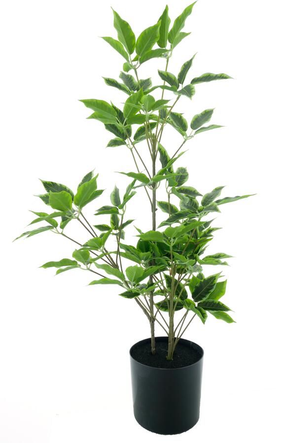 Nova Nature Aralia tree in pot cream green 60cm - Foto 1