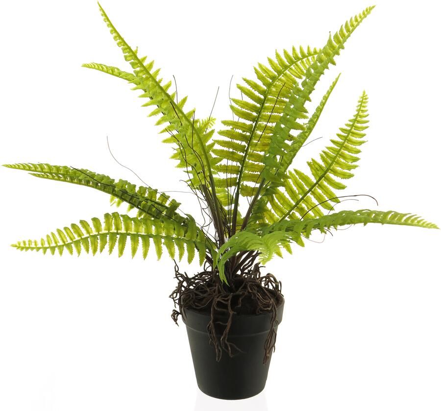 Nova Nature Boston fern in pot green 40cm - Foto 1
