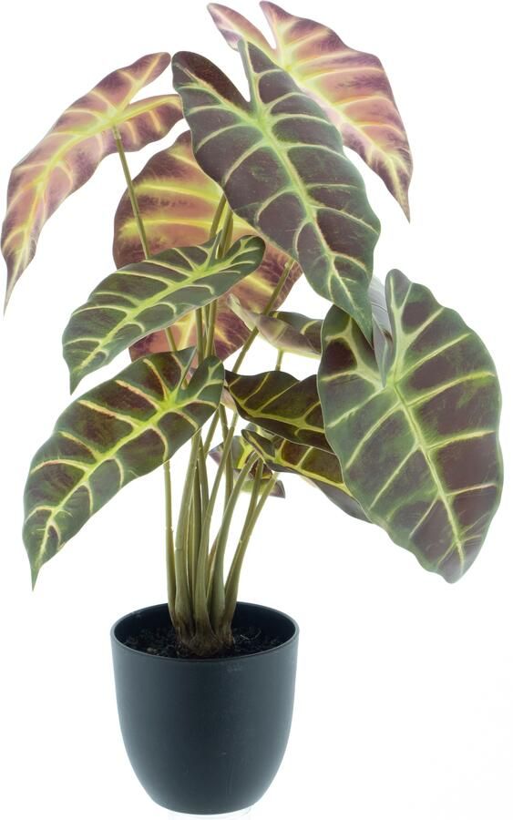 Nova Nature Caladium in pot purple 50cm