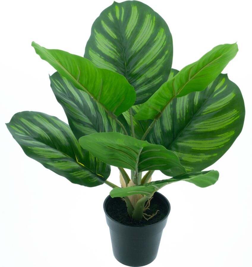 Nova Nature Calathea plant in pot green 40cm - Foto 1