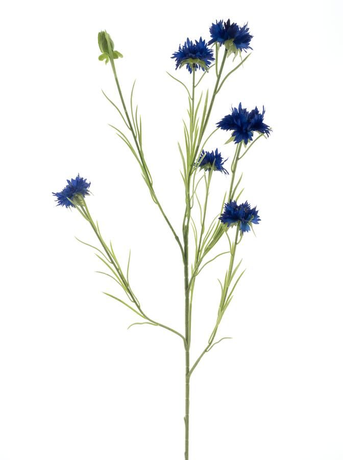 Nova Nature Cornflower spray James dk blue 90cm - Foto 1