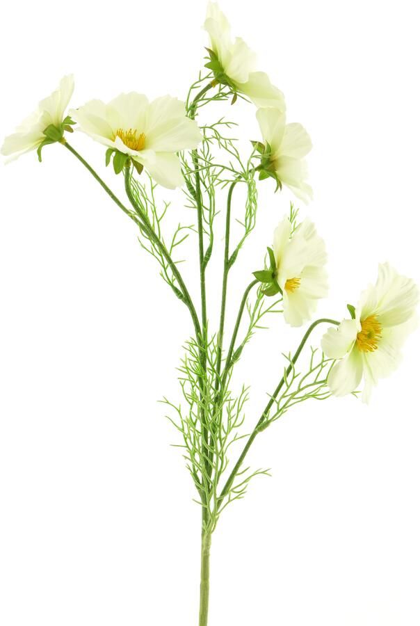 Nova Nature Cosmos Bibi cream 77cm