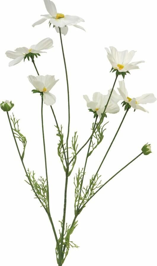 Nova Nature Cosmos Orion cream 92cm