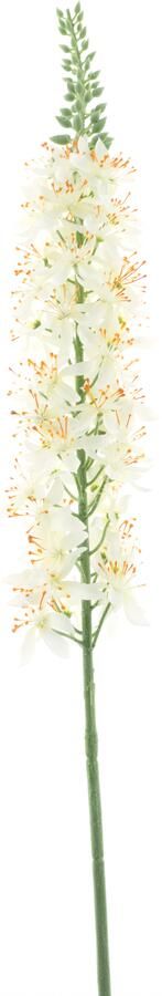 Nova Nature Eremurus spray cream 105cm