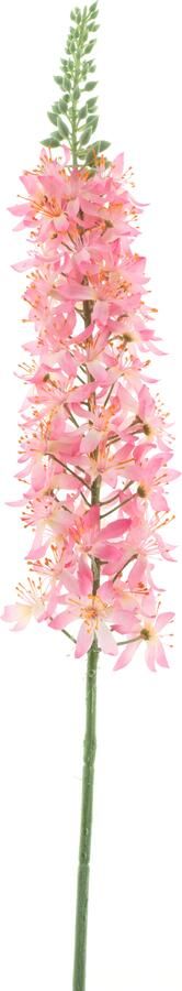 Nova Nature Eremurus spray pink 105cm