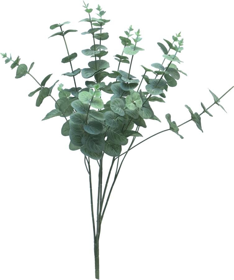 Nova Nature Eucalyptus Cinera lvs bush 5x360cm - Foto 1