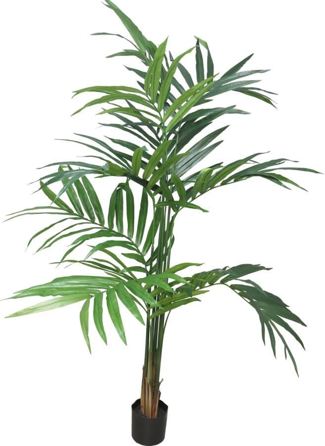 Nova Nature Kentia palm Alton w pot 180cm - Foto 1