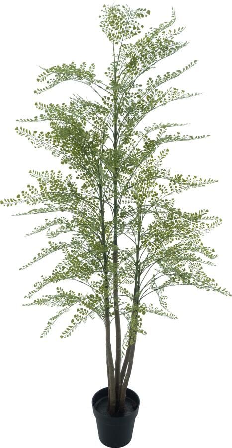 Nova Nature Maidenhair fern Cuba in pot green 180cm