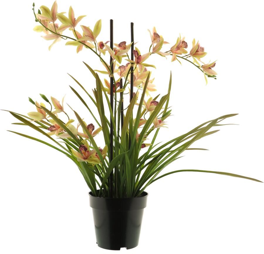 Nova Nature Meadow orchid plant w pot pink 71cm