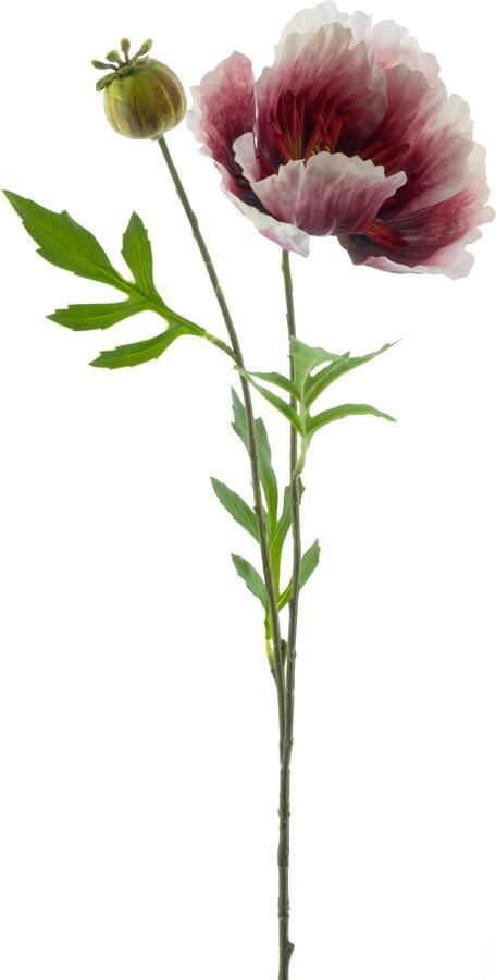 Nova Nature Poppy spray newwave beauty 82cm - Foto 1