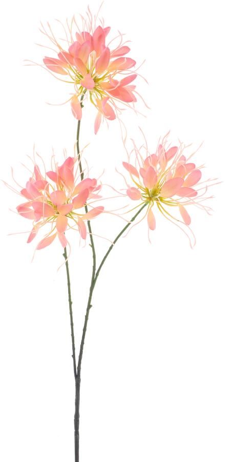 Nova Nature Spider flower spray peach 94cm - Foto 1