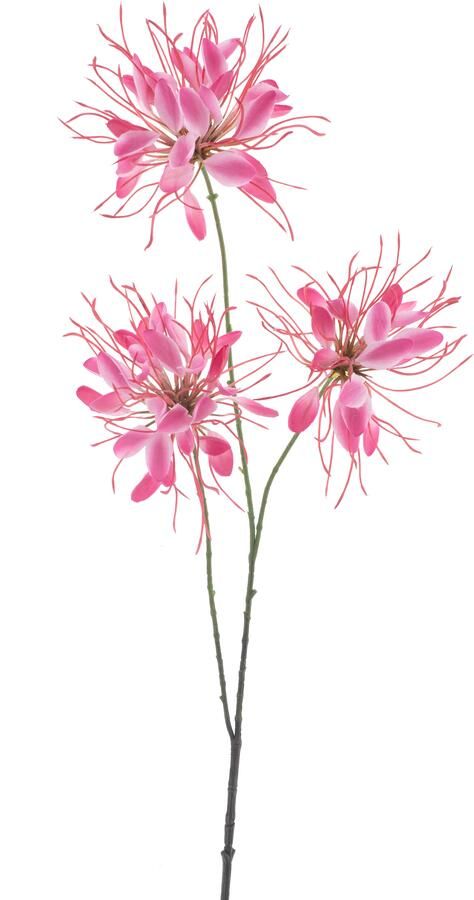 Nova Nature Spider flower spray red 94cm