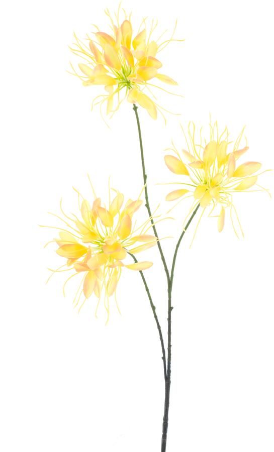 Nova Nature Spider flower spray yellow 94cm