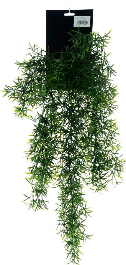 Nova Nature Sprengeri bush large on hang card green 65cm - Foto 1