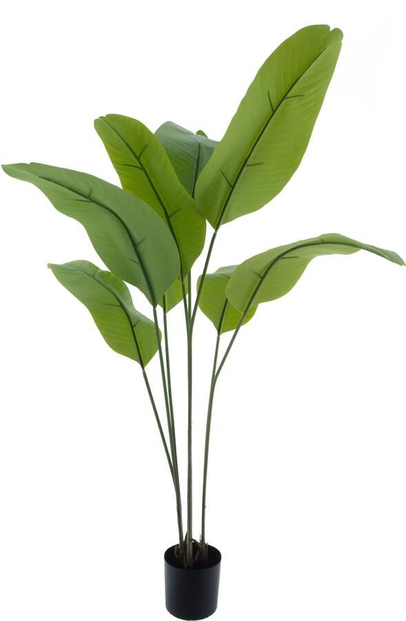 Nova Nature Strelitzia Malibu in pot green 130cm - Foto 1