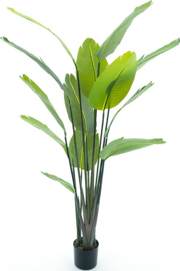 Nova Nature Strelitzia palm in pot 187cm
