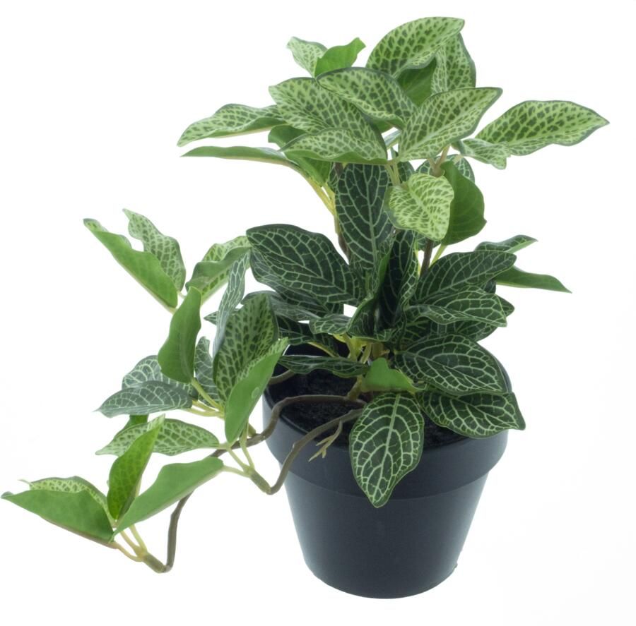 Nova Nature Tradescantia plant in pot lt green 16cm