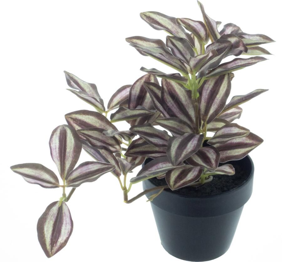 Nova Nature Tradescantia plant in pot red 16cm - Foto 1