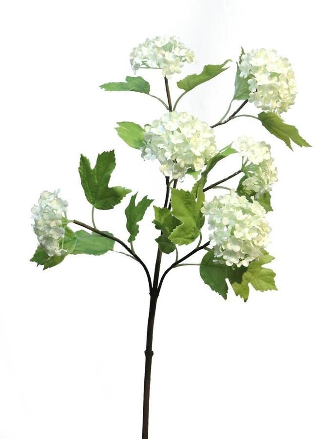 Nova Nature Viburnum Roseum creme 60cm
