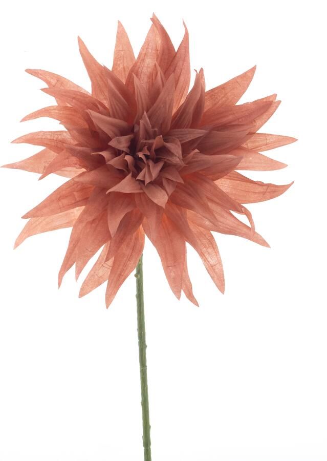 Nova Nature Wild dahlia spray Texas peach 70cm