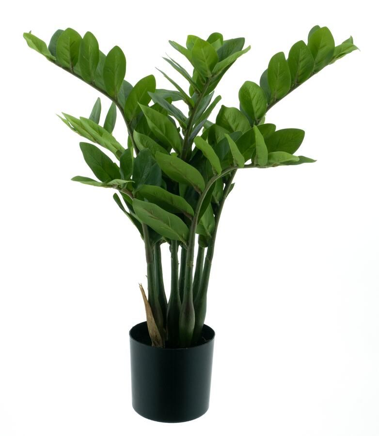Nova Nature Zamio culcas in pot green 60cm - Foto 1