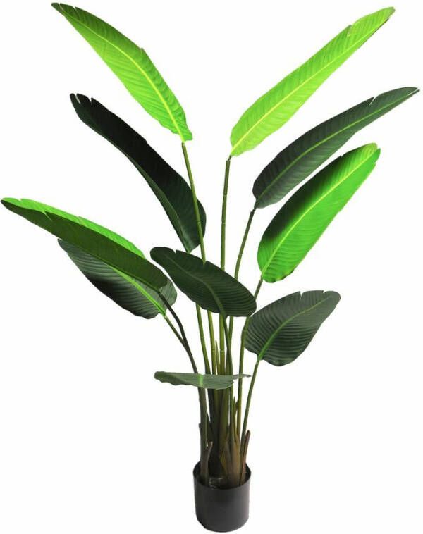 Nova Nature Strelitzia Nicolai medium green 160cm