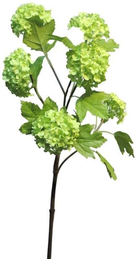 Nova Nature Viburnum Roseum x6 green 60cm