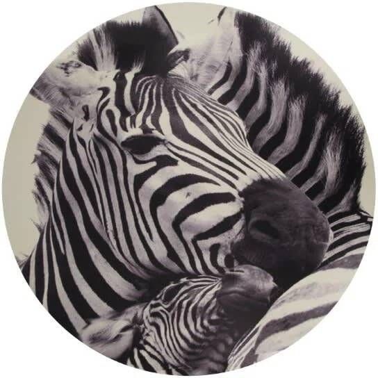 Dijk Natural Collections DKNC Wanddecoratie mdf 78x2.3cm Zebra