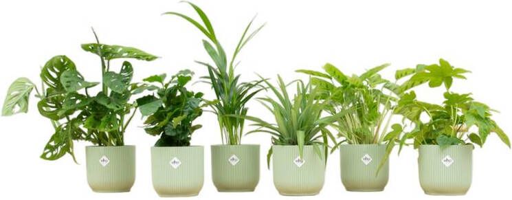 Elho Verrassingsbox 6 planten + Vibes Fold Round groen Ø14 20-40cm