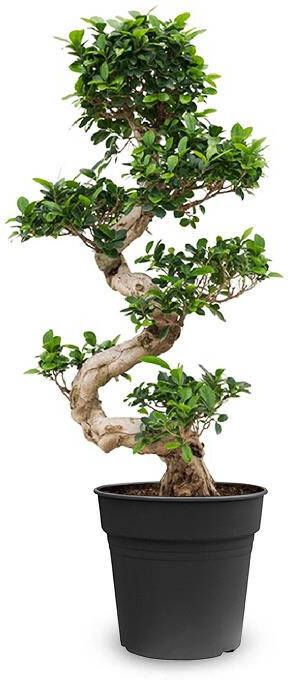 Fleurdirect Ficus Bonsai M