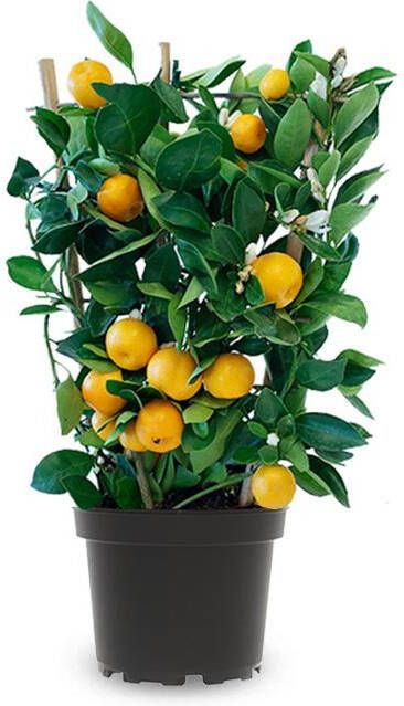 Fleurdirect Sinaasappelboom