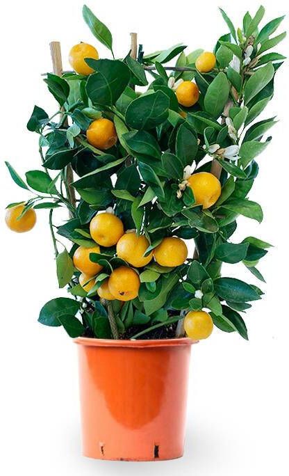 Fleurdirect Sinaasappelboom op rek M