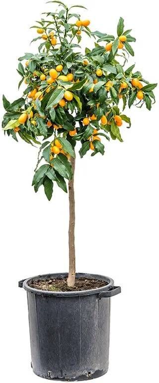 Fleurdirect Sinaasappelboom XXL