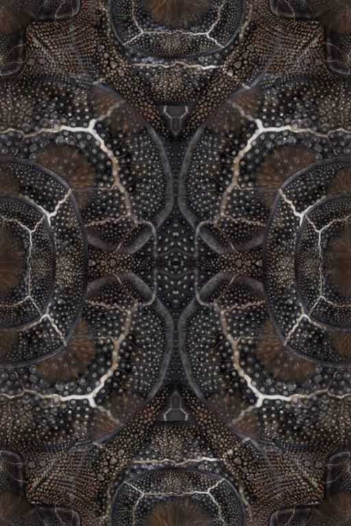 Moooi Carpets Blooming Seadragon vloerkleed 200x300