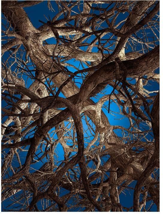 Moooi Carpets Liquid Maple vloerkleed 300x400 wol