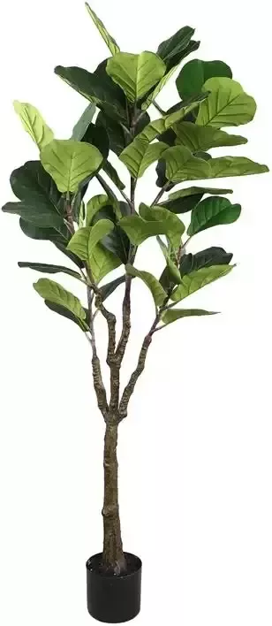PTMD Tree Green fiddle leaf fig in black pot medium