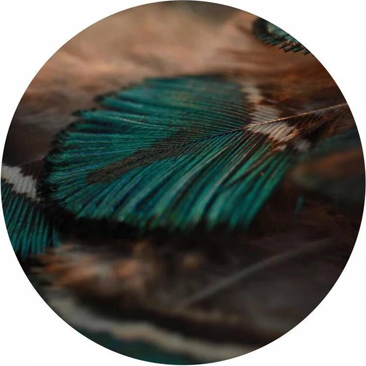 Seemly | Close Up Peacock Feather Muurcirkel