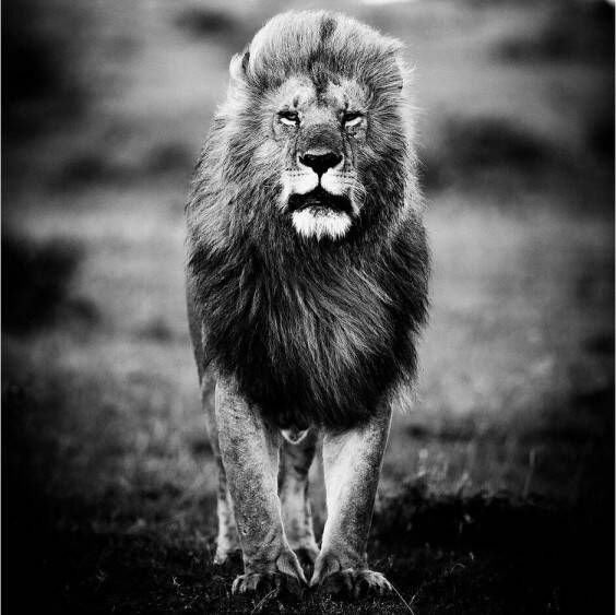 Goossens Schilderij A Lions Portret 100 x 100 cm - Foto 1