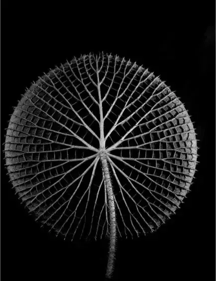 Goossens Schilderij After Midnight 70 x 118 cm