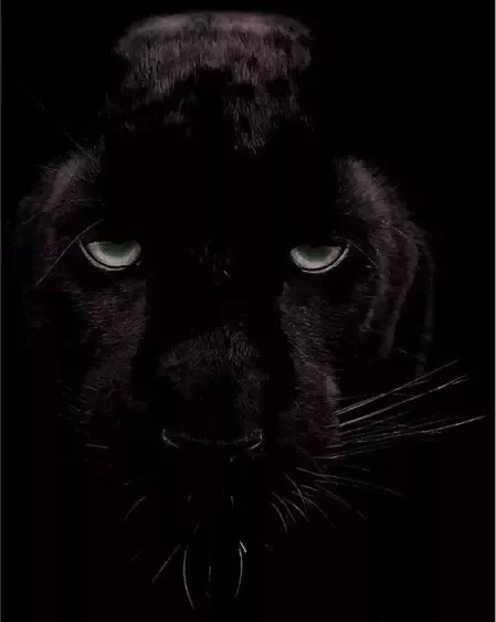 Goossens Schilderij Black Panther 70 x 118 cm - Foto 1