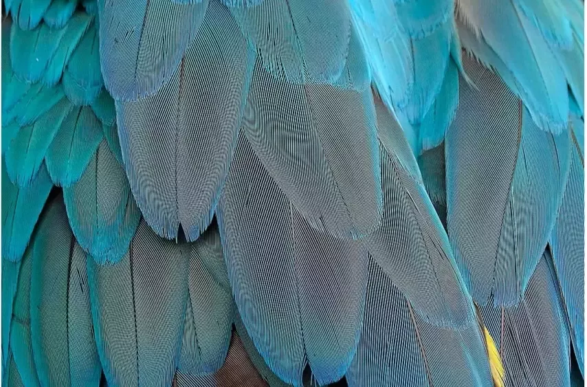Goossens Schilderij Blue Feathers 148 x 98 cm - Foto 1
