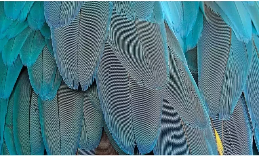 Goossens Schilderij Blue Feathers 70 x 118 cm