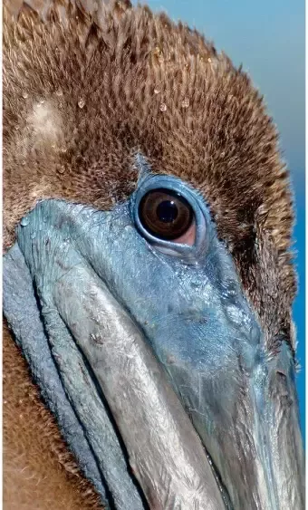 Goossens Schilderij Pelican Wildlife 70 x 118 cm - Foto 1