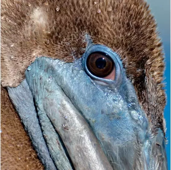 Goossens Schilderij Pelican Wildlife 74 x 74 cm