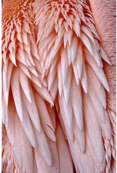 Goossens Schilderij Pink Feather 148 x 98 cm