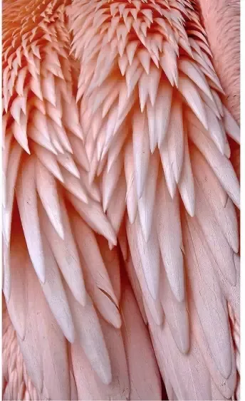 Goossens Schilderij Pink Feather 70 x 118 cm