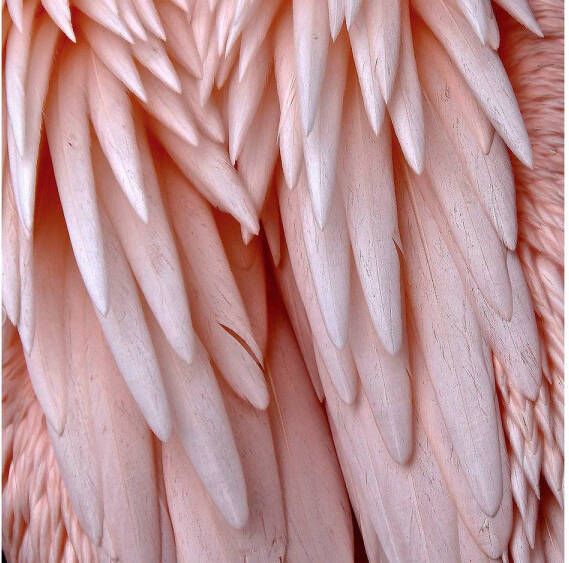 Goossens Schilderij Pink Feather 74 x 74 cm - Foto 1