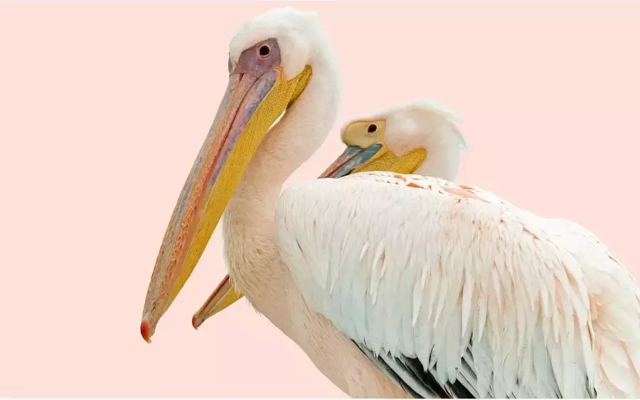 Goossens Schilderij Pink Pelican 148 x 98 cm - Foto 1